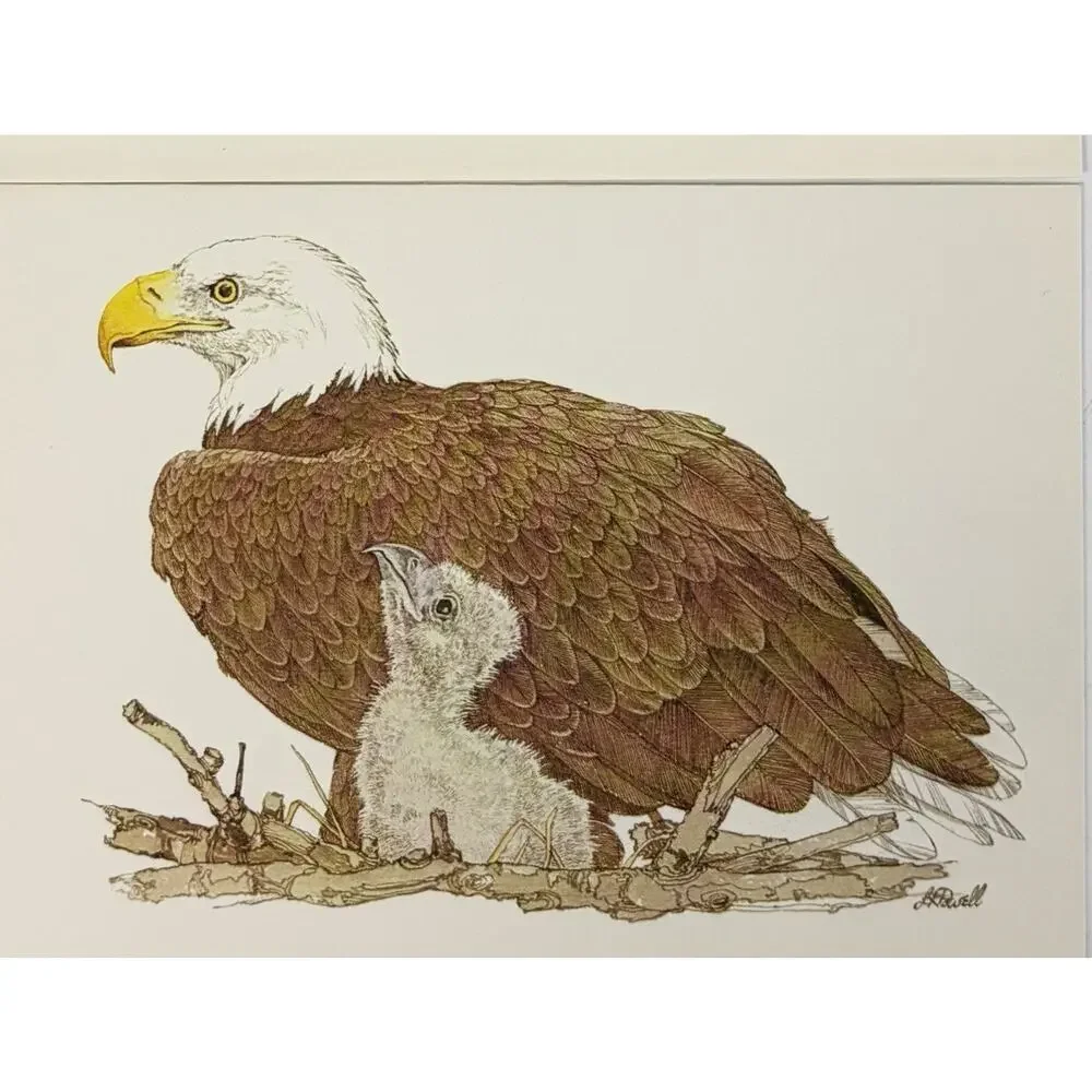Vtg LK Powell North American Ecology Cards & Envelopes Set 5 Bird Illustration